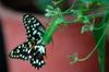 praying mantis eats butterfly from fennel