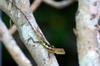 Yellow-Mouthed Tree Lizard 黃口攀蜥 Japalura polygonata xanthostoma