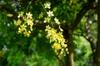 next photo: flowering Golden Shower Tree 阿勃勒 