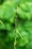 bugs on bamboo sprouts