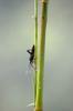 bug on bamboo