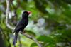 next photo: adolescent Black Bulbul 紅嘴黑鵯 (hóng zuǐ hēi bēi) Hypsipetes leucocephalus