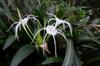 next photo: Poison bulb 文殊蘭 (wén shū lán) Crinum asiaticum