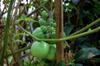 green tomatoes