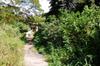 Forested paths between the buildings