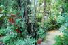 Residence in the area with lovely garden; amaranth and bamboo in the foreground