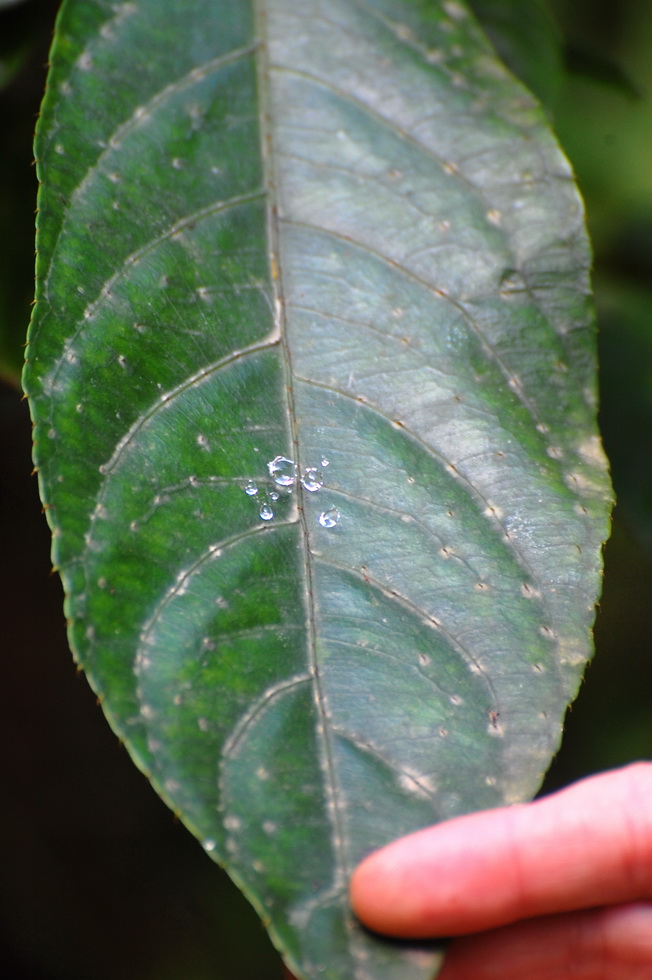 XiKeng Trail 14395