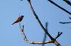 male Gray-chinned Minivet 灰喉山椒鳥 Pericrocotus solaris