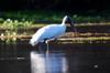 Wood Stork