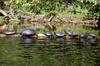 turtles on a log