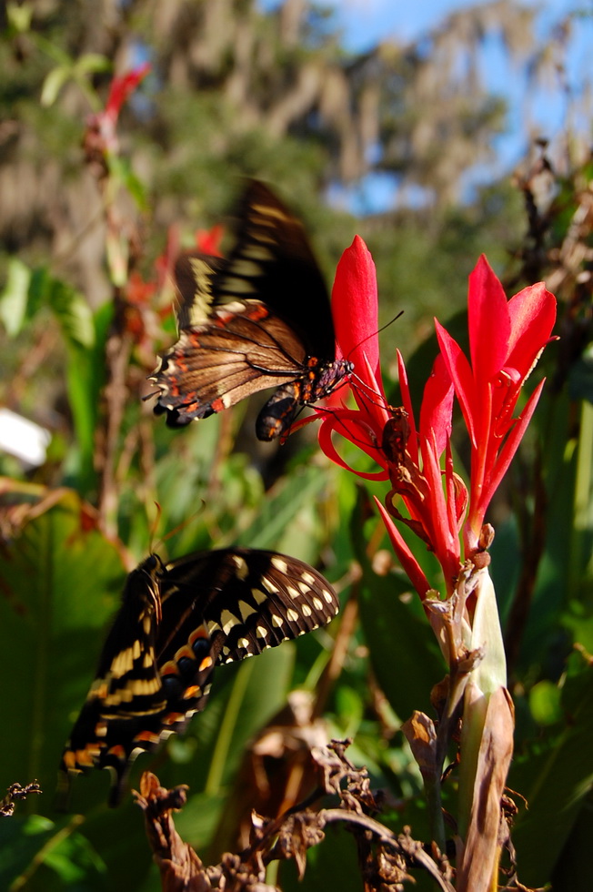 Kanapaha Botanical Gardens DSC_2593