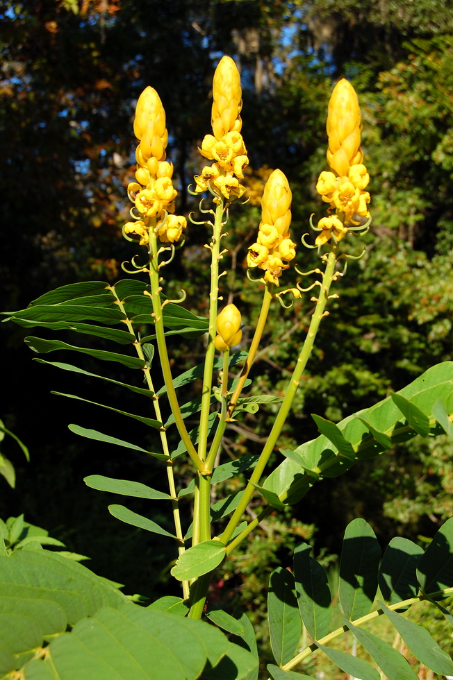 Kanapaha Botanical Gardens DSC_2616