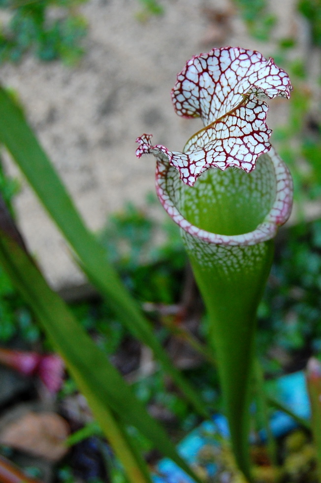 Kanapaha Botanical Gardens DSC_2640