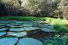 Giant Waterlily