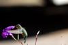 female broad-billed hummingbird, Cynanthus latirostris