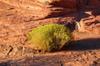 Valley of Fire 21558