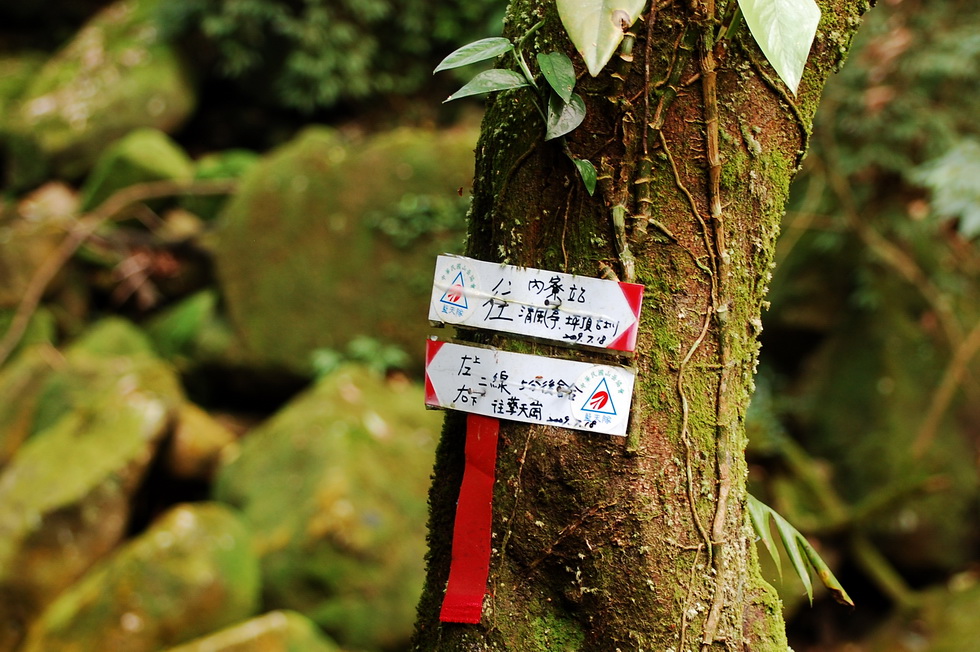 YangMingShan 陽明山 hike DSC_8587