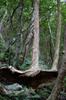 crepe myrtle with interesting shape/history