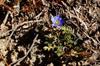 Alishan Gentian 阿里山龍膽 Gentiana arisanensis