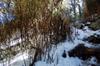 bamboo in the snow