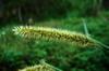 seed head of a locally edible grass