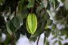 Starfruit in Wenzhou neighborhood