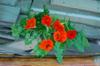 Salad fixins - nasturtium flowers, dandelion, lettuce and parsley