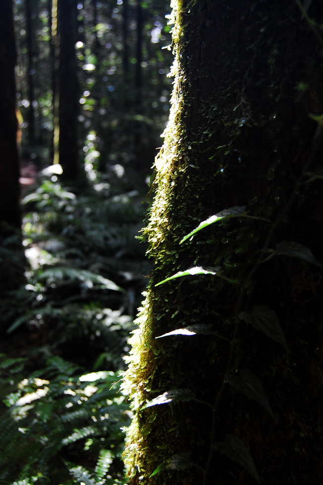 Hike up the Nanshixi 南勢溪 east of Fushan 福山 DSC_9493