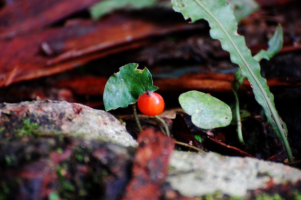 HongHeGu 紅河谷 hike 2/21 18474