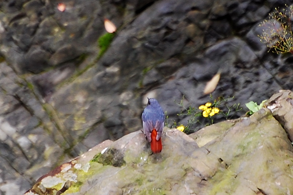 HongHeGu 紅河谷 hike 2/21 18535