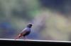 male Plumbeous Water-redstart 鉛色水鶇 Rhyacornis fuliginosa on the JiaJiuLiao 加九寮 bridge