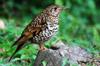 Scaly Thrush, White's Ground Thrush 虎鶇  Zoothera dauma  a winter resident in NGC