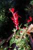 flowering pineapple sage