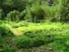 organic vegetable garden