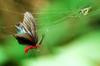 Common Windmill  大紅紋鳳蝶 Byasa polyeuctes termessus caught in web