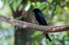 Black Drongo 大卷尾 Dicrurus macrocercus