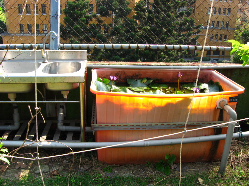 Seed Workshop and Green Rooftop, Compost Sites A570_0457