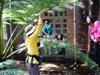 close look at ancient tree fern species