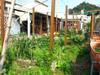 Seed Workshop and Green Rooftop, Compost Sites A570_0473