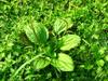 broad-leaf plantain with 蛇梅 (shé méi) in the grass of field above our house