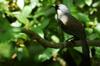 next photo: black-throated laughing thrush 黑喉噪眉 (hēi hóu zào méi) Garrulax chinensis