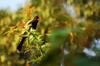 next photo: Black Bulbul 紅嘴黑鵯 (hóng zuǐ hēi bēi) Hypsipetes leucocephalus