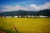 right before second rice harvest of year