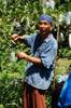 Guava cultivation