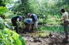 next photo: second flowering bamboo to remove