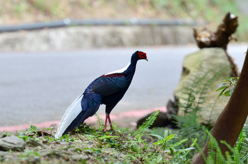 Anma Mountain 鞍馬山 DSC_5142