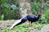 male Swinhoe's Pheasant 藍腹鷳 Lophura swinhoii