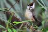 Taiwan Yuhina 褐頭鳳鶥 (hè tóu fèng méi) Yuhina brunneiceps