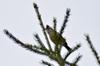 Taiwan Yuhina 褐頭鳳鶥 Yuhina brunneiceps