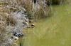 turtle and fish in Tianchi 天池